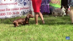 Выставки собак "Псковский сувенир" и "Довмонтов град".