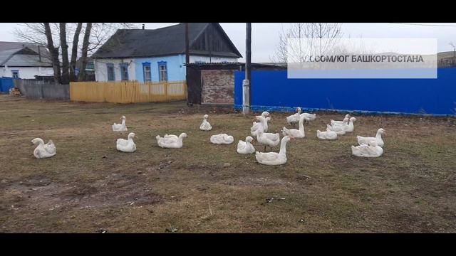 Тубинск Баймакский район. смотреть онлайн