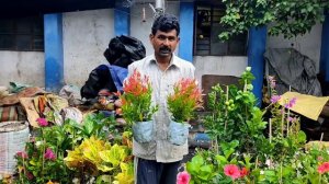 Syzygium Hibiscus Lemon Plant Rongon Chinese Togor Z Plant At Kolkata Flower Plants Market