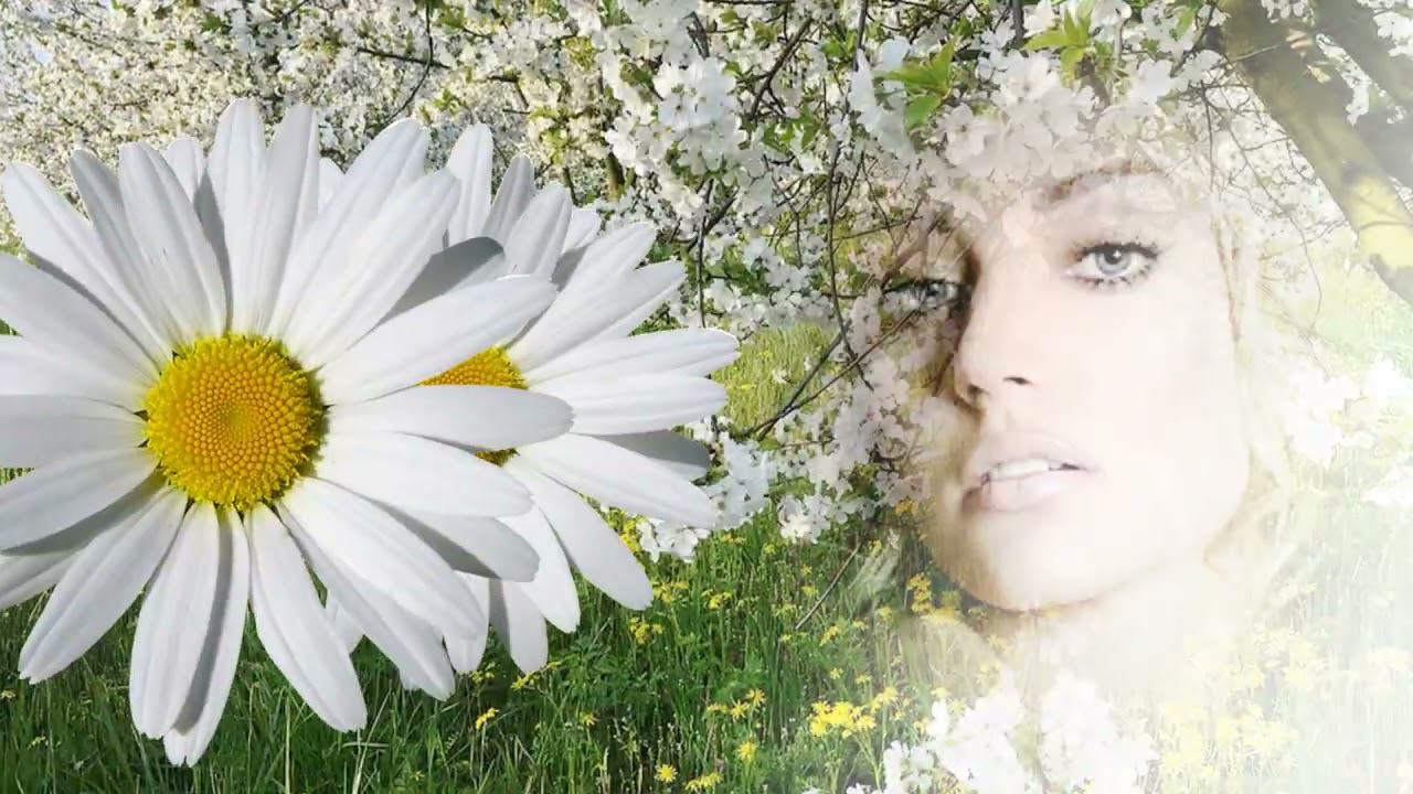 Вишня белоснежная исп . Пелагея .