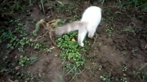 Сажаем жимолость. Жимолость на забор. Краснодарский край