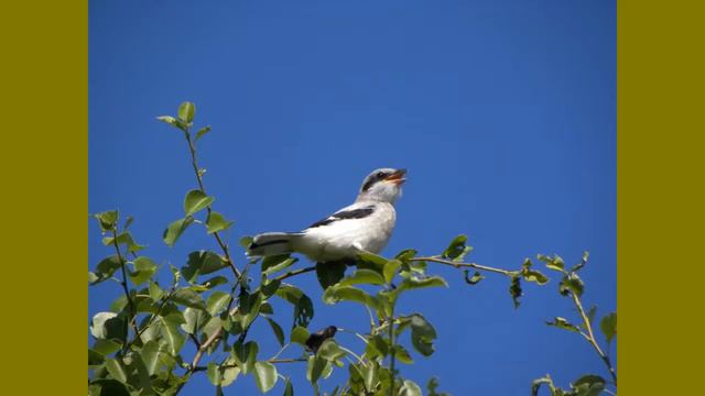 Серый сорокопут смотреть онлайн