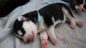 как спит щенок