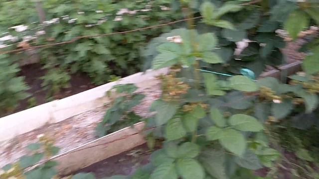 Ежевика Черная Магия 27.08.2023год.