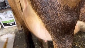 Как должна выглядеть идеальная корова Джерсейской породы? Вымя у Джерсейки. Ролик 1