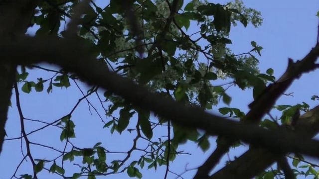 Воробей полевой 160416 2 в синичнике №2016 6 От воробья к синичнику смотреть онлайн