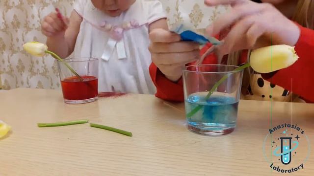 Как растения пьют воду или как покрасить цветок смотреть онлайн