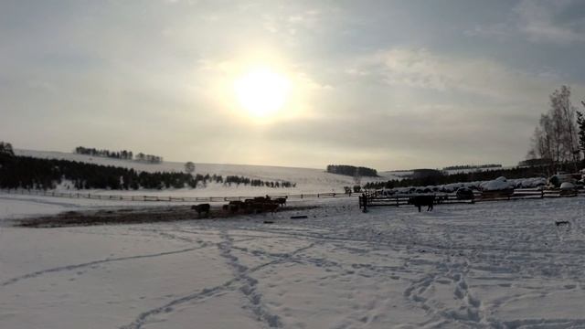 Открытое без привязное содержание КРС зимой в суровой Сибири!!!