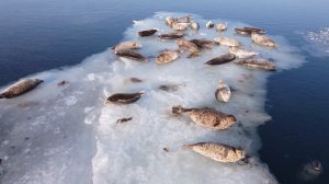 Ларги в районе п-ва Де-Фриз. Приморский край. Декабрь 2021