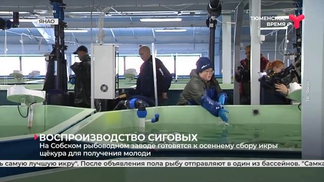 Воспроизводство сиговых  ЯНАО