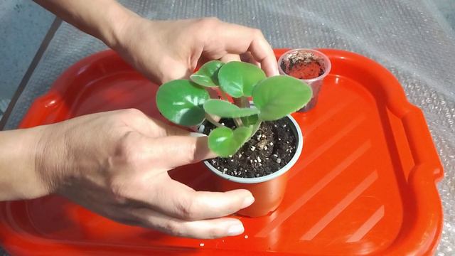 🪴🥀🌻Детки фиалок. Перевалка в новый горшок смотреть онлайн