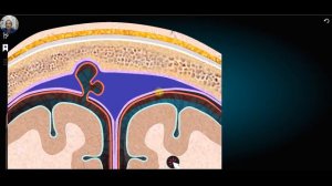 Оболочки мозга. Анатомия человека в 3 Д.