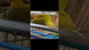 Золотистое чудо - волнистый попугайчик Кимри 🤗