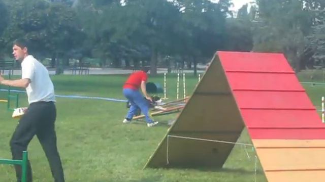 Бордер колли Бентли смотреть онлайн