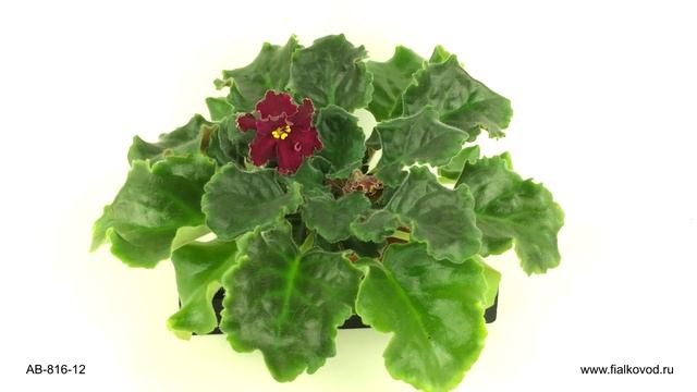 Красная фиалка с золотистым краем  - сеянец АВ-816-12 из коллекции Фиалковода смотреть онлайн