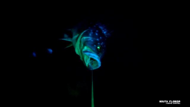 How to Deep Drop. Catch Grouper in 600ft deep at Islamorada Humps Deep Dropping Catch and Cook смотреть онлайн