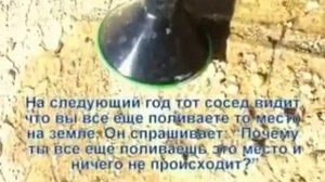 Как растет бамбук