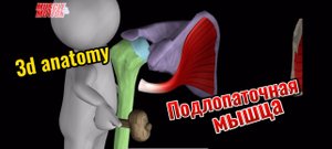 3d anatomy. Подлопаточная мышца.