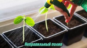 Самые серьезные ошибки при выращивании рассады в домашних условиях. Дачные советы и рекомендаци