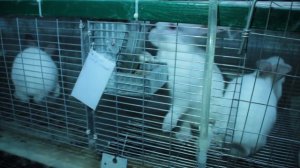 Легкое решение проблемы выгребания корма кроликами  | ГЕЛЕНДЖИКСКИЙ КРОЛИК