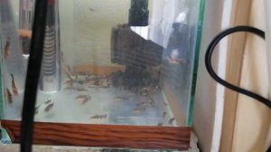 Сомик Торакатум, мои наблюдения и способ содержания и разведения.