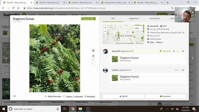 Staghorn Vs Smooth Sumac - How To Identify Sumacs
