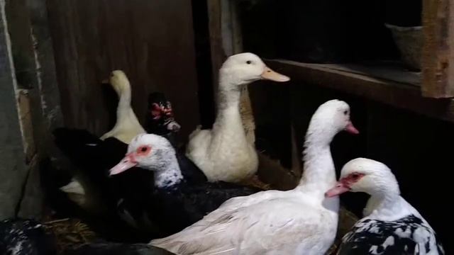 как различить селезня от уток / сколько нужно одному селезня уток/ утки.. смотреть онлайн