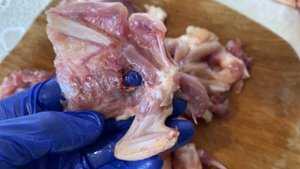 ?Учись выращивать МРАМОРНОЕ МЯСО ПЕРЕПЕЛА//Техасский мясной перепел Украина инкубационное яйцо