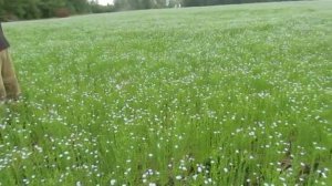 Цветение льна. Как цветёт и растет лён?