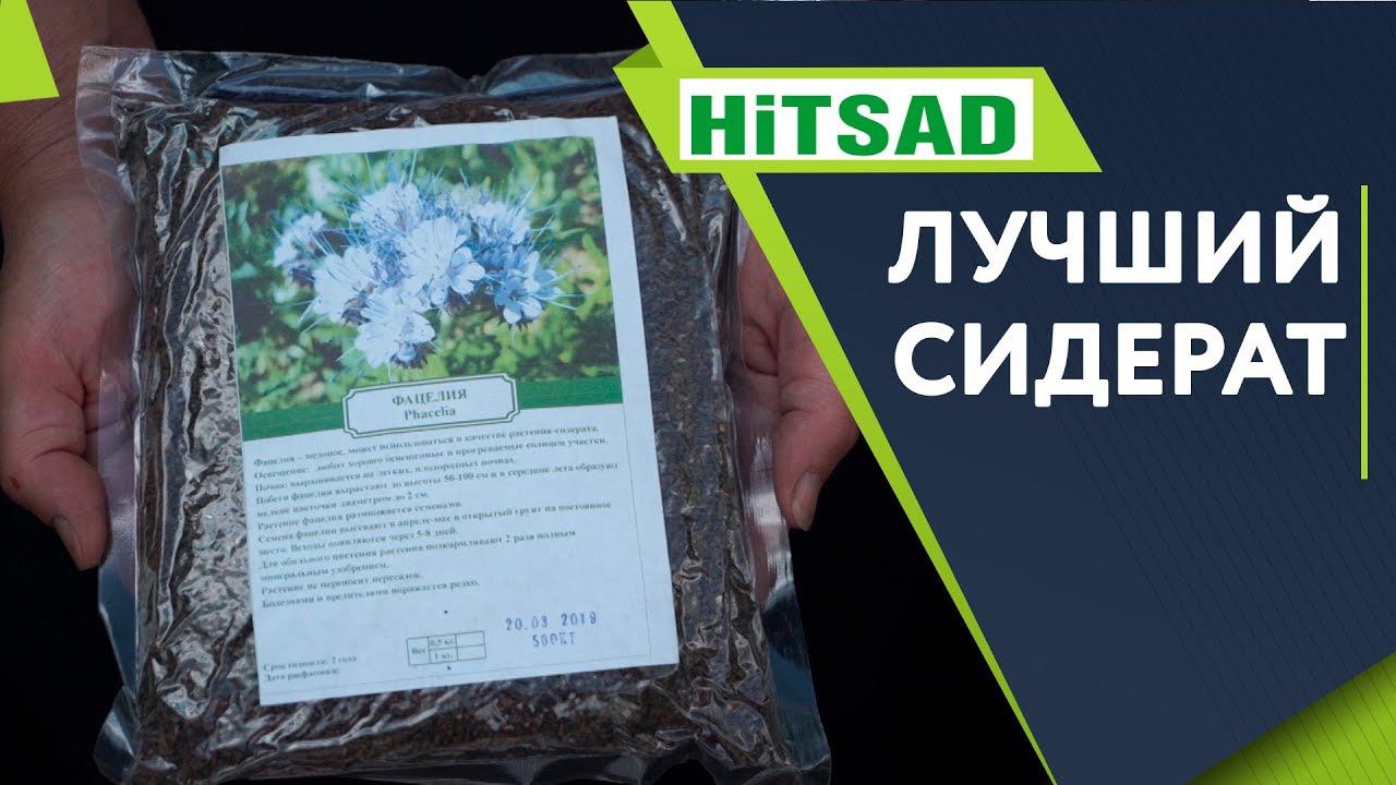 Лучший Сидерат  Фацелия ✔️ Сидераты в Саду  Советы Садоводам От Хитсад ТВ сидераты осенью