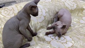 Канадский сфинкс .Игры вместе .Жизнь двух котят сфинксов .