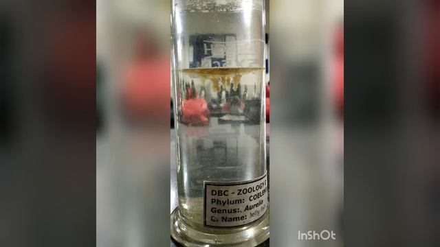 Tubipora,physalia,aurelia,metridium specimen смотреть онлайн