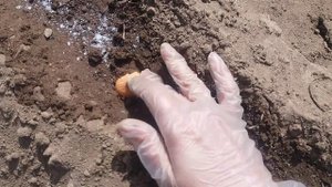 Лук севок посадка. Как сажать лук севок