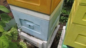 работы с пчелами в сентябре - подготовка пчел в зиму с 9 сентября, сборка гнезда, обработка от клеща