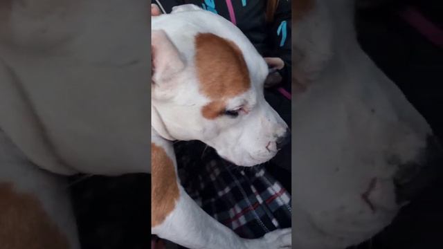 Новогоднее чудо для маленькой девочки! смотреть онлайн