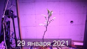 картофель на гидропонике