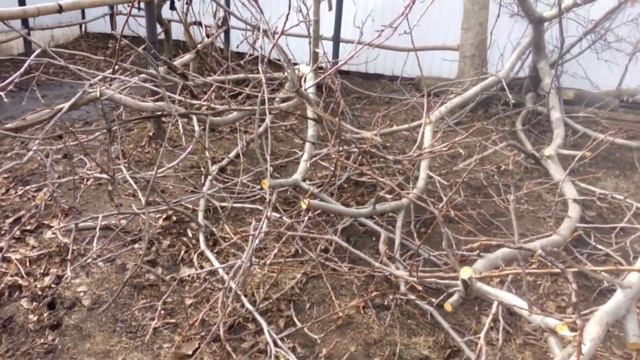 АНТИВАНДАЛЬНЫЕ ОПОРЫ ДЛЯ ВИНОГРАДА / ДЕШЁВЫЕ ОПОРЫ БЕЗ МЕТАЛЛА / Открываем сезон 2022  / НАША ДАЧА