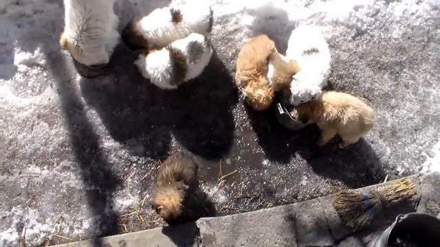щенки лайки кормление