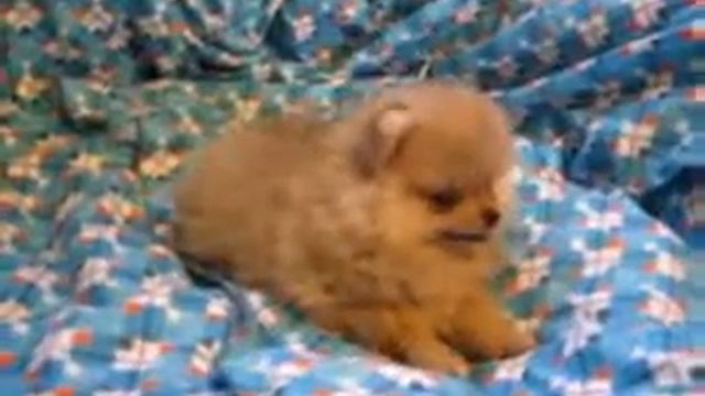 Шпиц девочка крем смотреть онлайн