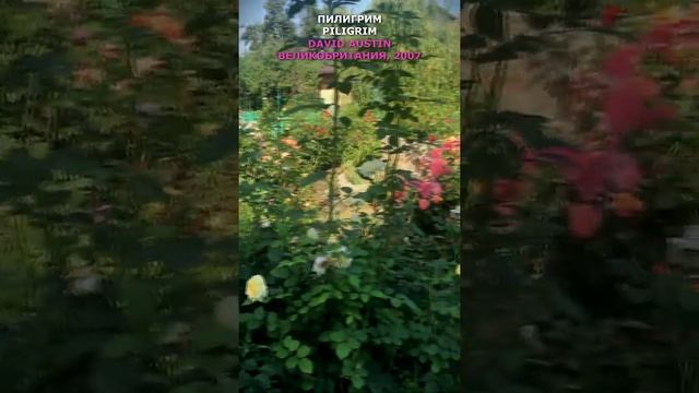 Роза Пилигрим в моем саду 28.08.21. Austin, UA, 2007. The Piligrim Rose in my garden. #shorts,