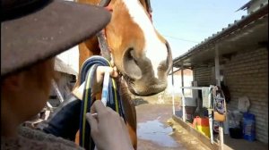 Глистогонка - зачем и как применять / Дивные Кони