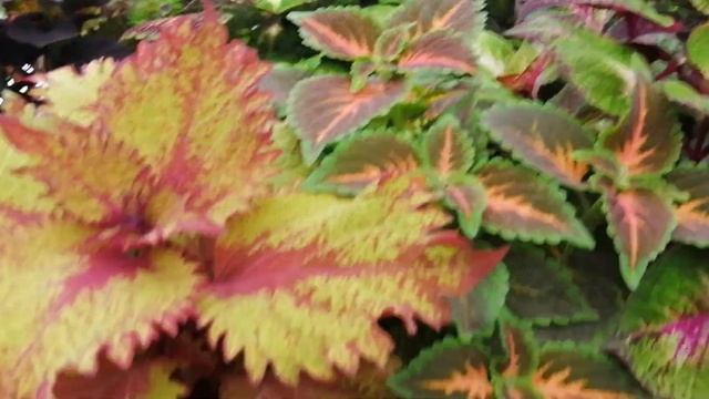 Колеусы!!!!! Обзор. смотреть онлайн