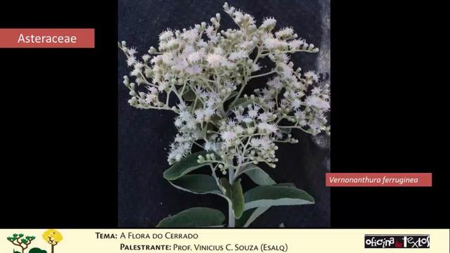 Webinar | A Flora do Cerrado смотреть онлайн