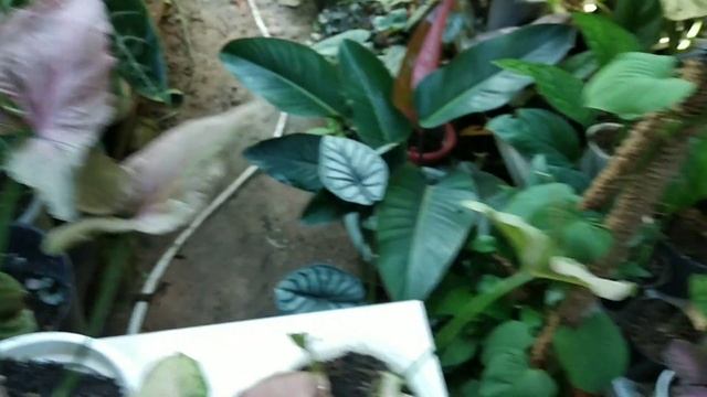 Syngonium Pink Spot,Splash,Perfection,Robusta,Flacked #syngo смотреть онлайн