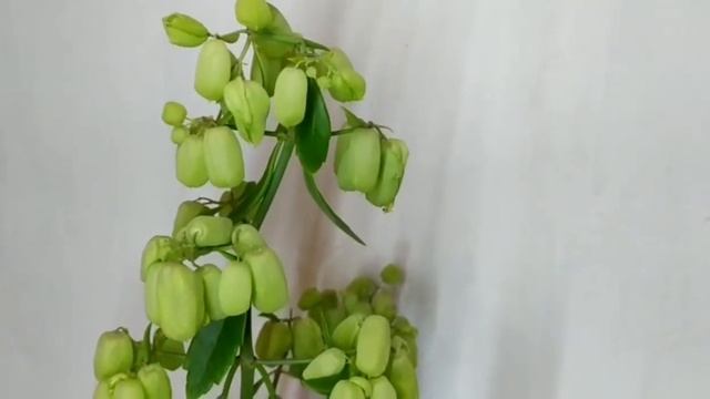 Каланхоэ Мэджик Бэлл