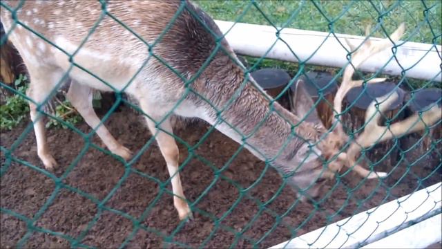 Интересные и красивые места России - Ряжский зоопарк [Beautiful places in Russia - Ryazhskiy Zoo] смотреть онлайн