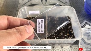 Growing Cactus From Seeds (Lophophora & Lobivia) | feb20