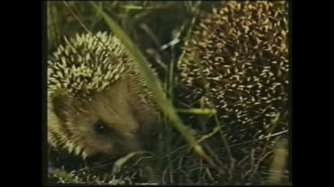 насекомоядные