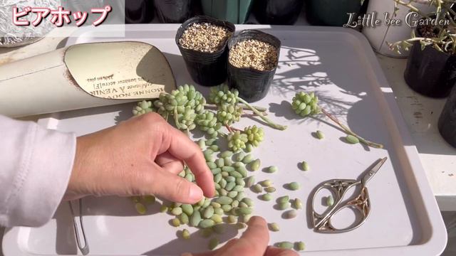 【多肉植物】リメ缶にビアホップを植えてみた❣️【ガーデニング】 смотреть онлайн