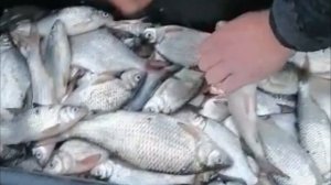 База отдыха в Астрахани "Тортуга". Кубанские казаки на рыбалке